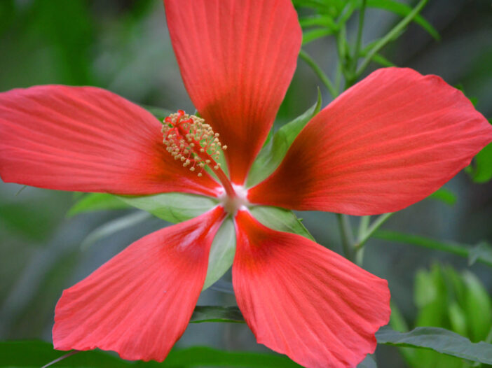 Swamp mallow