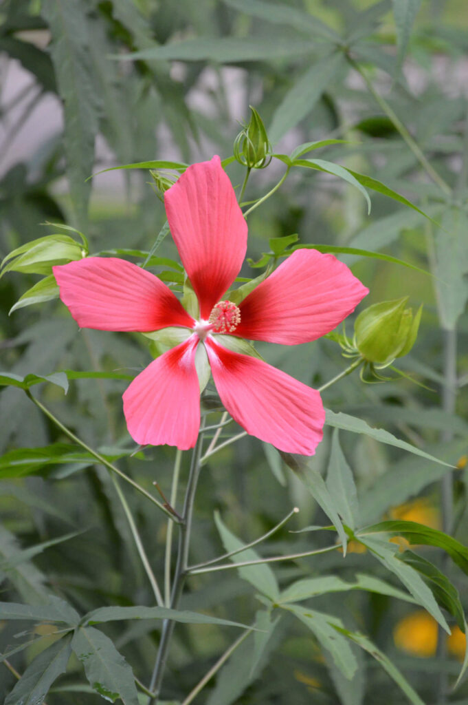 Swamp Mallow flower