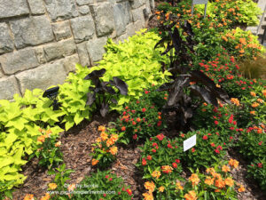 Sweet potato vine with black magic elephant ears