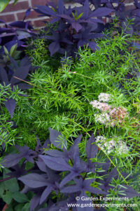 Purple sweet potato vine with asparagus fern