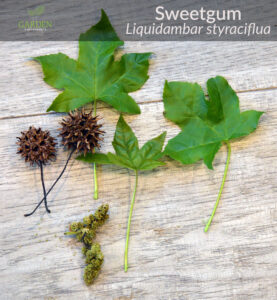 Sweetgum leaves, flowers, and gumballs