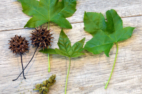 Sweetgum leaves, flowers, and gumballs