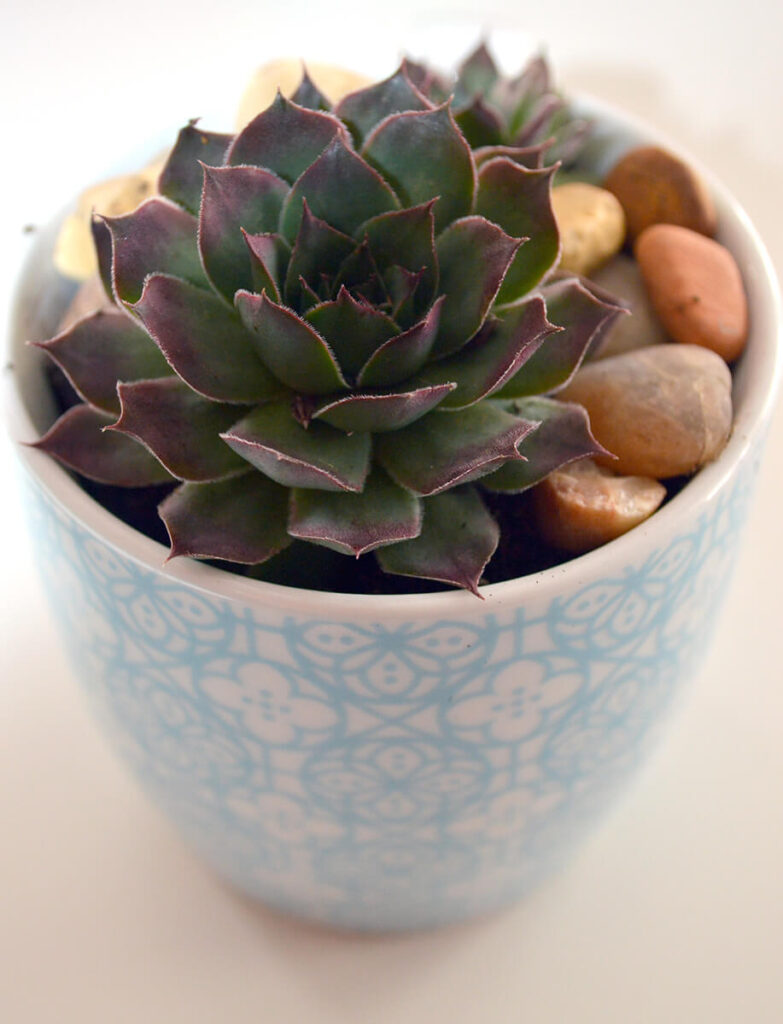 Teacup with succulent plants