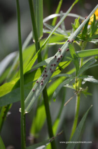 Seed ticks waiting on a blade of grass in my backyard