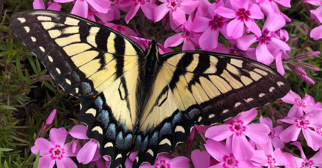 Eastern tiger swallowtail butterfly