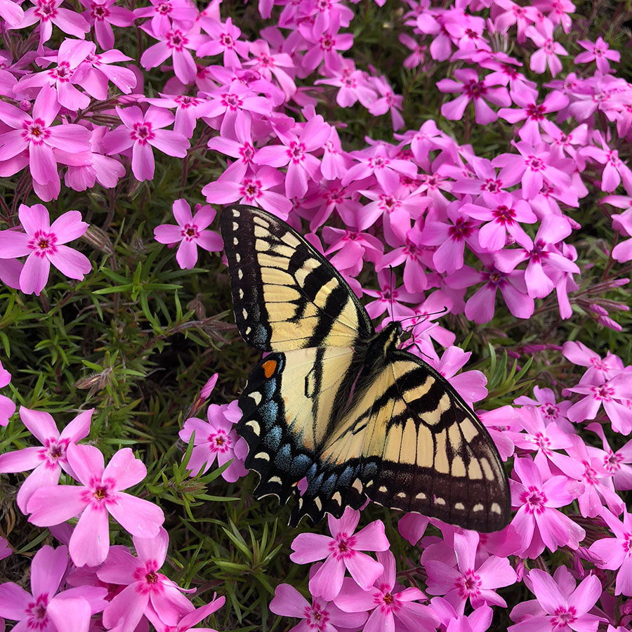 Eastern tiger swallowtail on creeping phlox