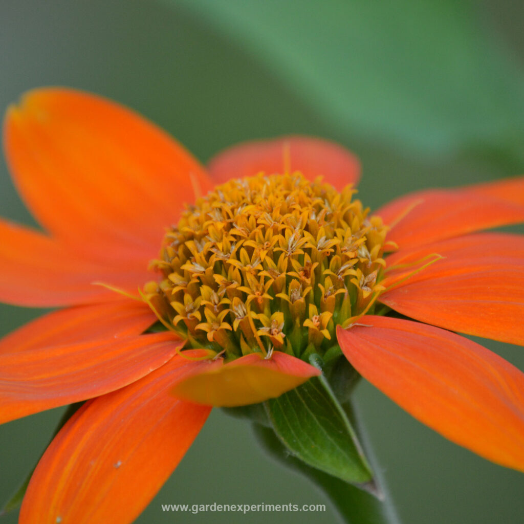 Mexican Sunflower - Tithonia rotundifolia