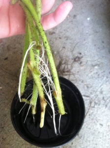 Tomato cuttings rooted in a cup of water