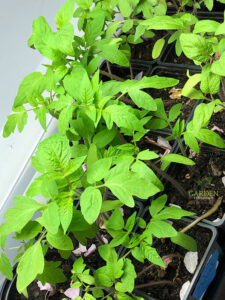 Tomato seedlings started under grow lights indoors