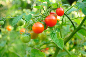 Cherry Tomatoes