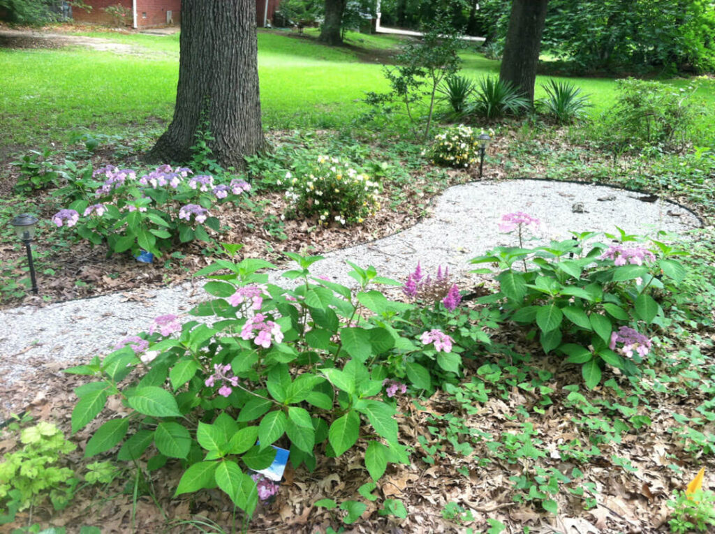 Gravel path with shrubs under 5 trees