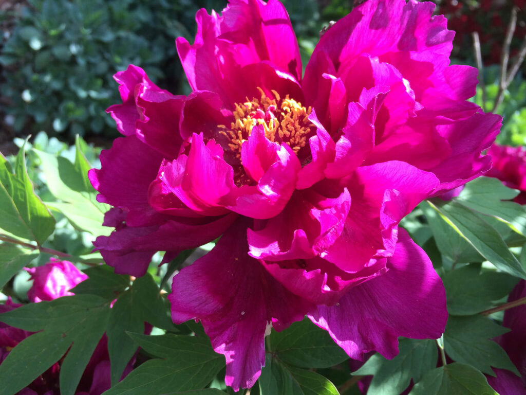 tree-peony2