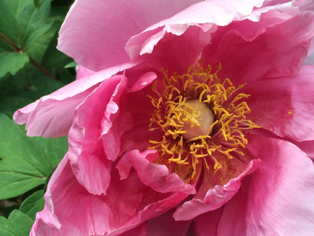 tree-peony3