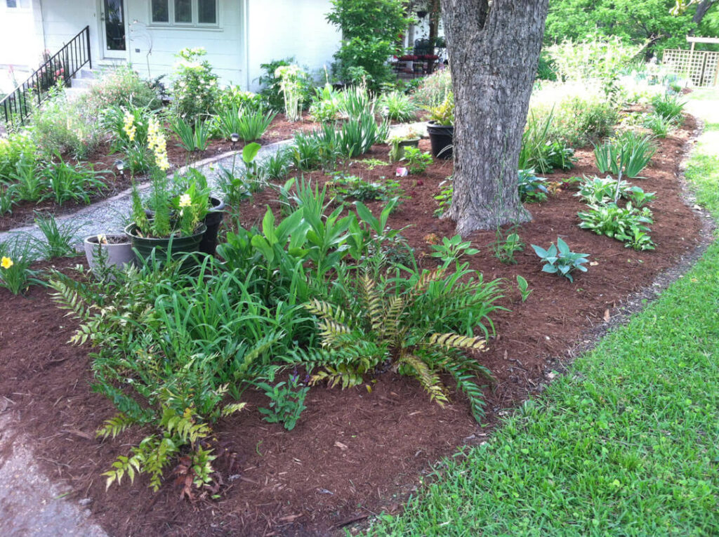 This pecan was incorporated into a bed which includes hostas, ferns, and some containers