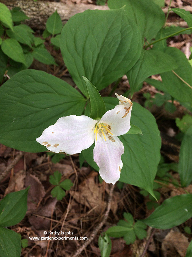 Trillium