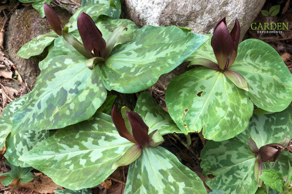 Trillium cuneatum - Sweet Betsy