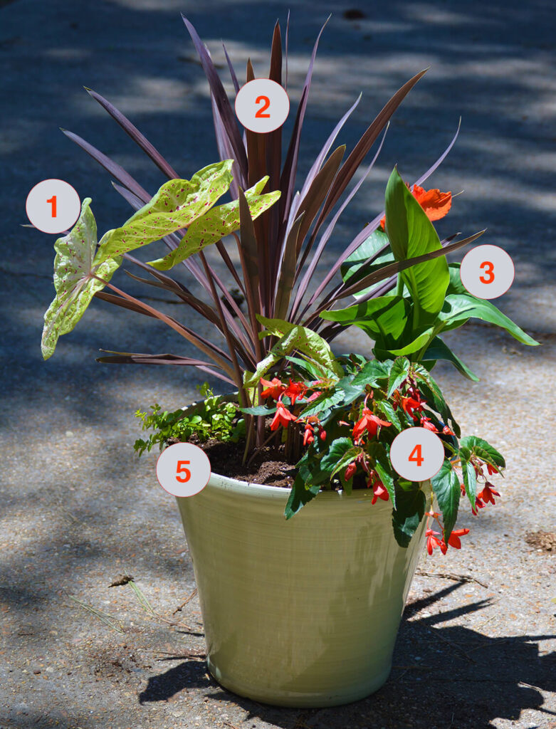 Tropical Container Garden