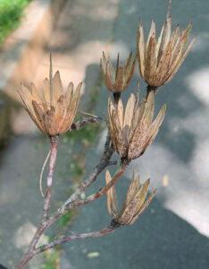 Tulip poplar seed pod