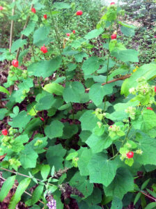 4-Foot Tall Turk's Cap plant 