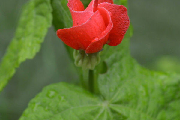 Turks Cap