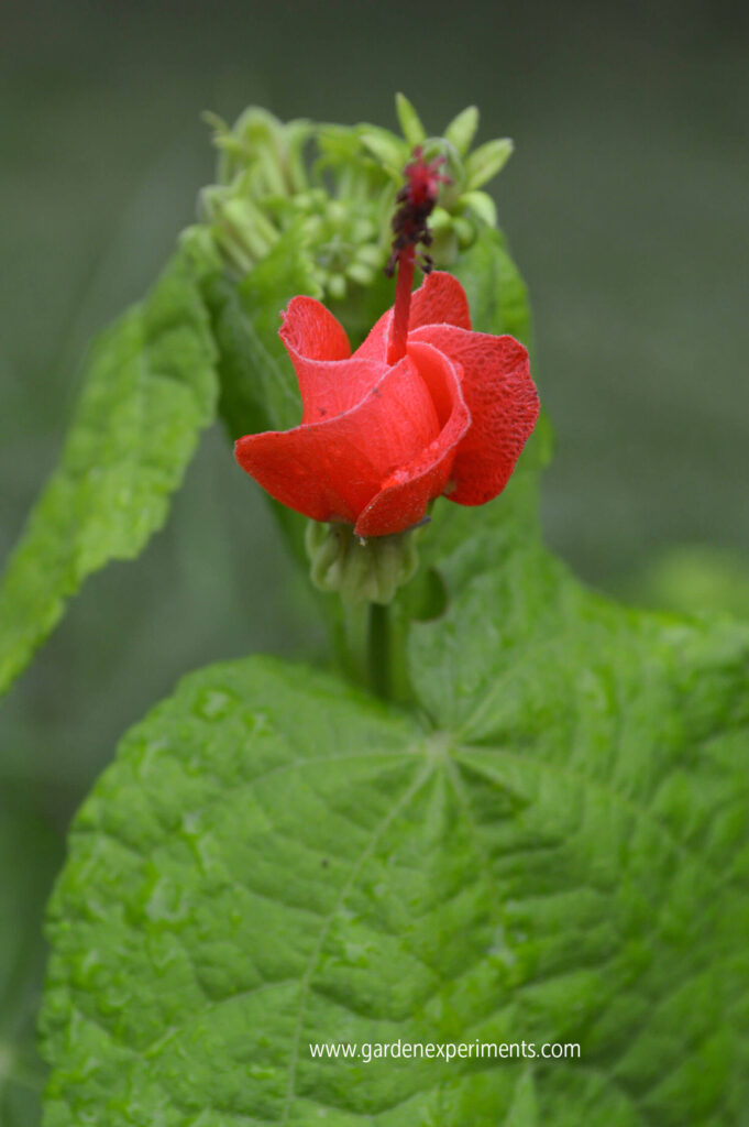 Turks Cap