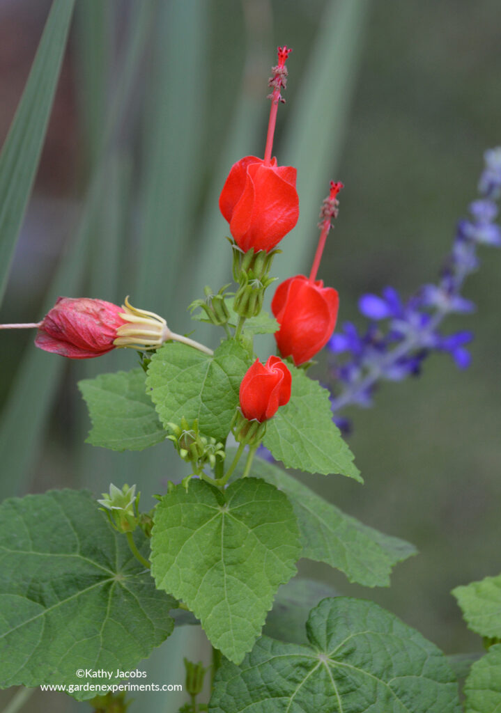 Turk's Cap with Purple Salvia