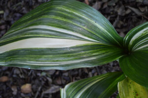 Variegated cast iron plant