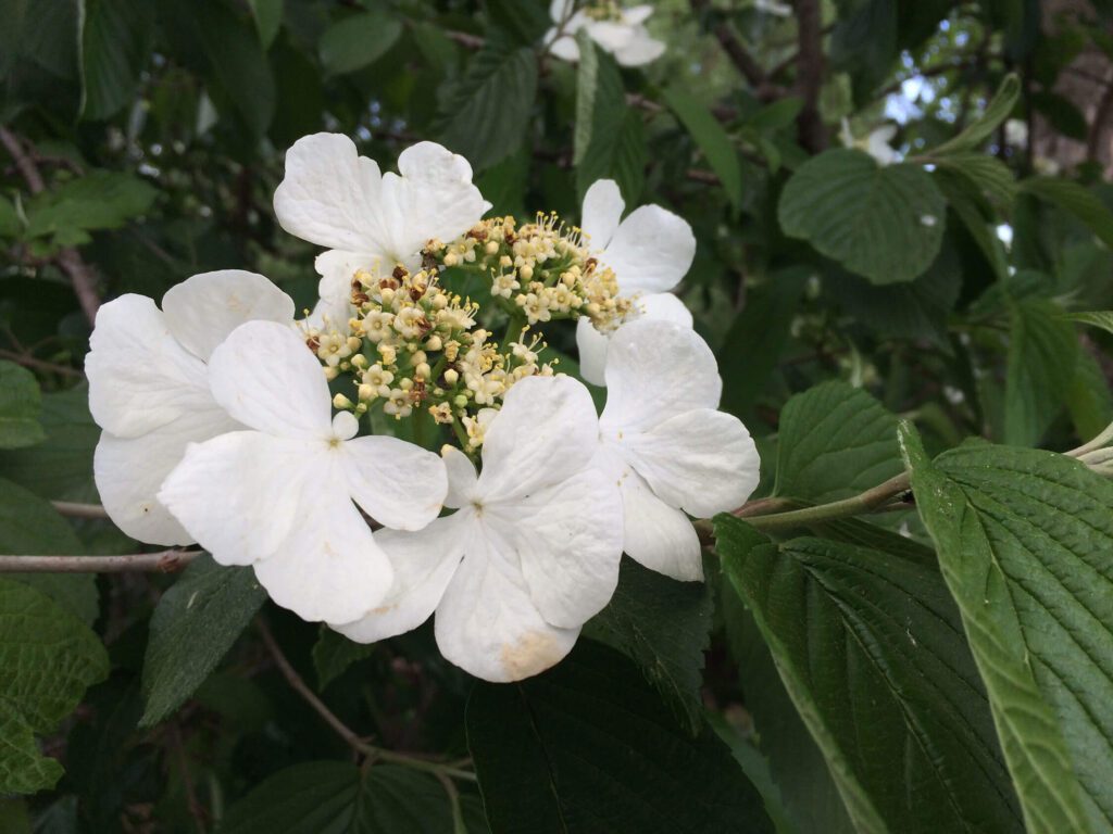 Arrowwood viburnum, Viburnum dentatum