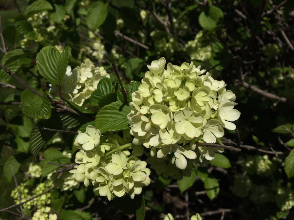 Viburnum