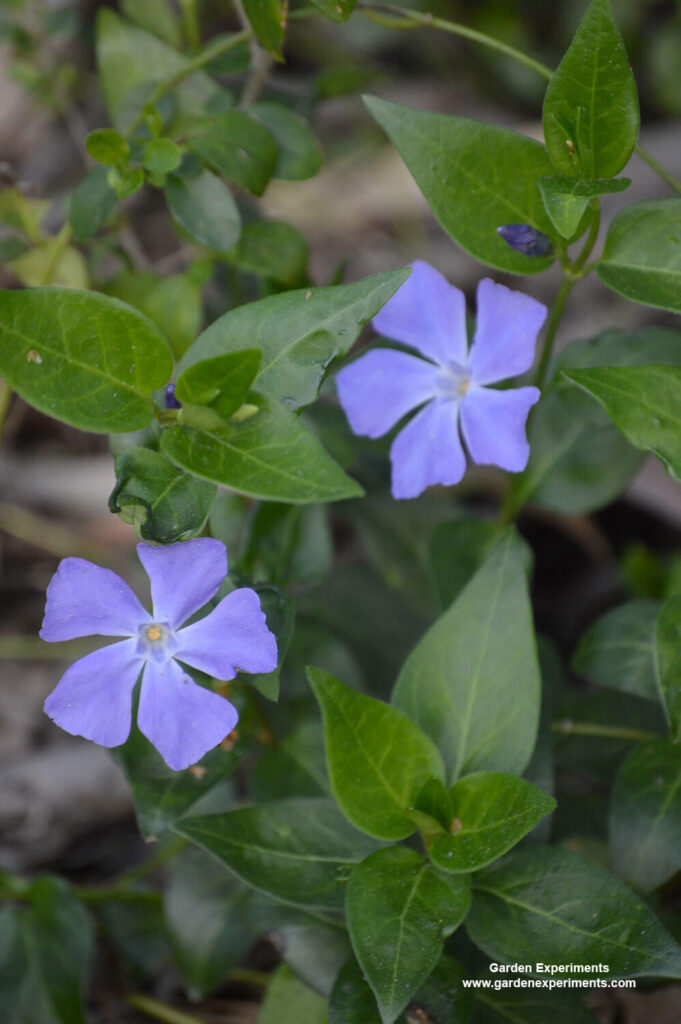 Vinca minor