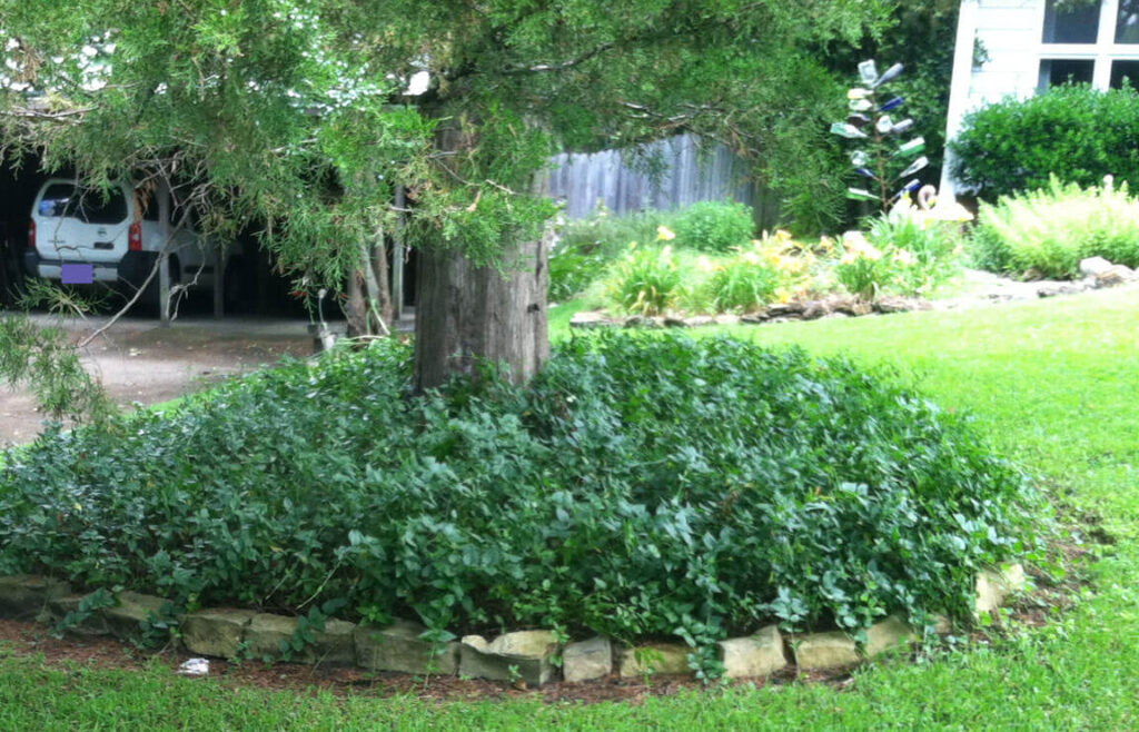 Vinca can take over. It works here b/c it is in a bed separated from other plantings and edged with rocks