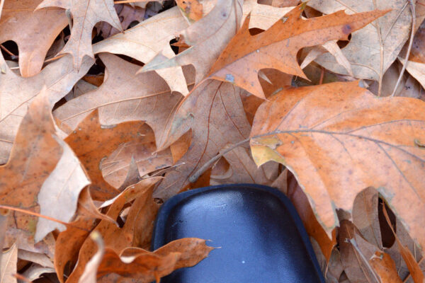 Walking in the leaves