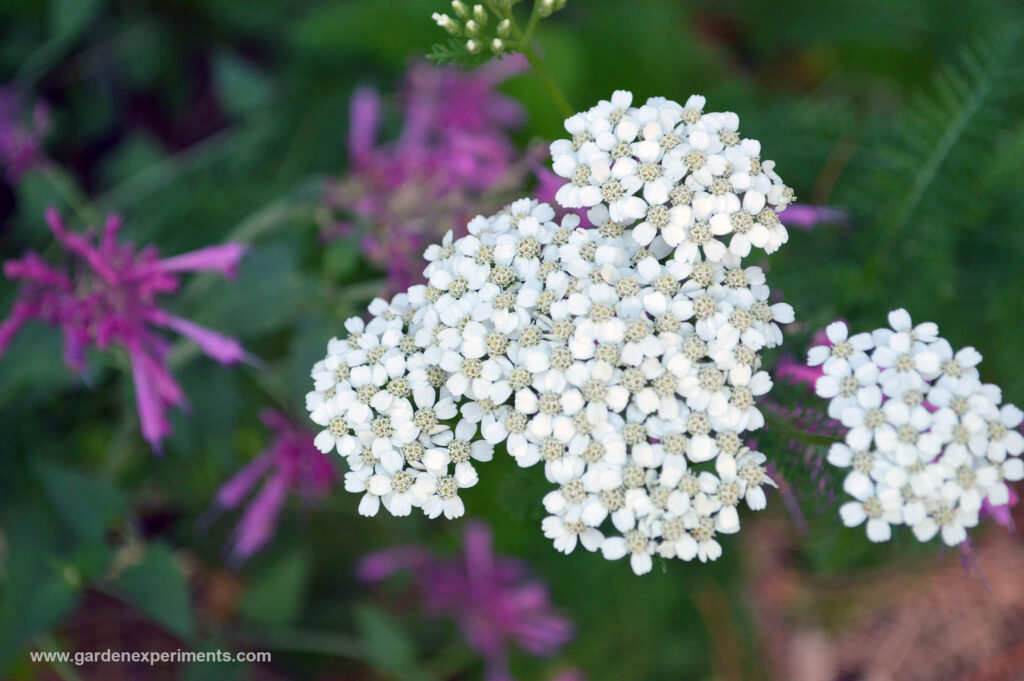 White yarrow