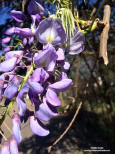 Chinese wisteria