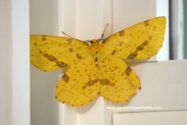 Xanthotype genus moth