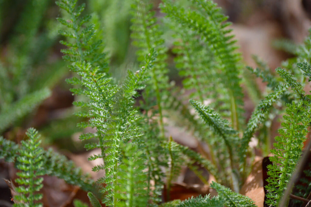 Yarrow leaves