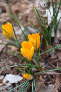 Yellow crocus