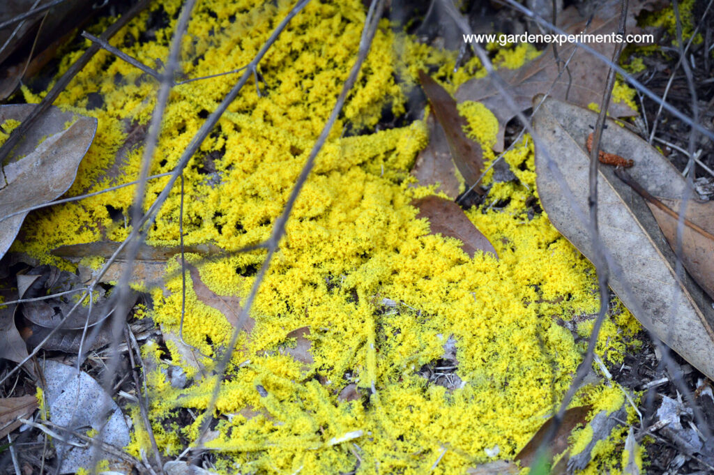 Yellow Slime Mold