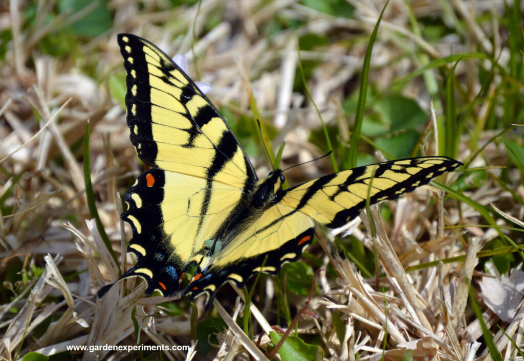 Tiger Swallowtail in the grass