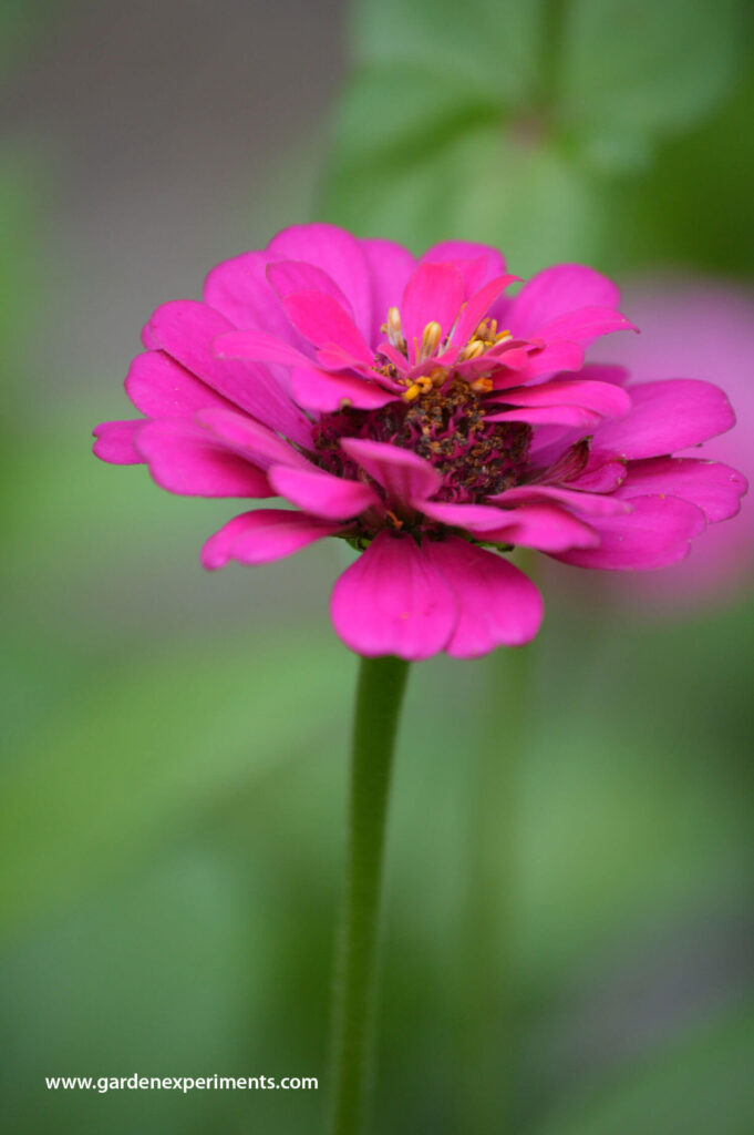 Pink zinnia