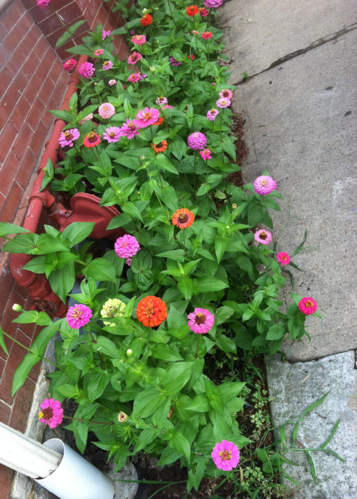 Zinnias